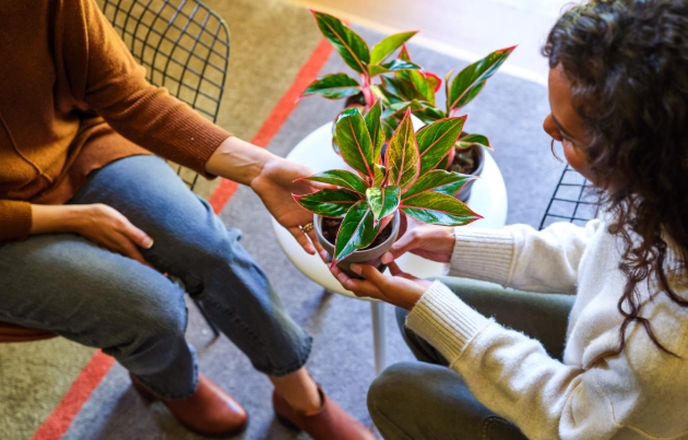 potted plants delivered