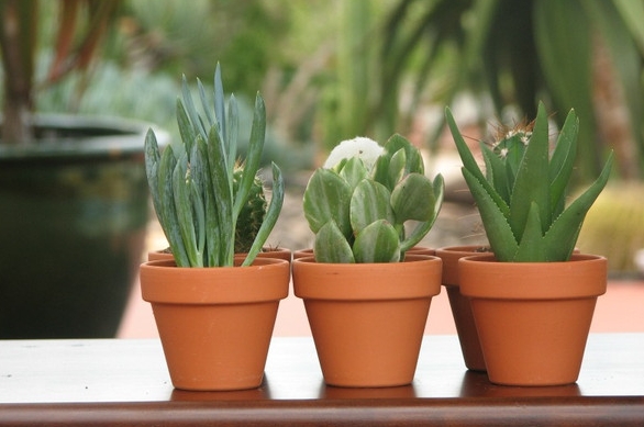 mini terracotta pots