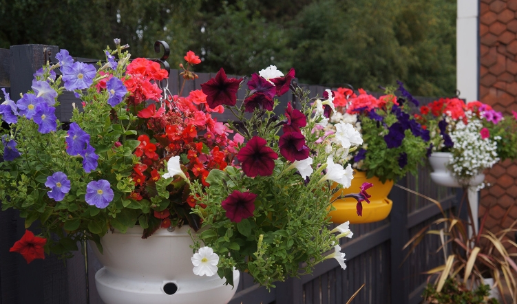 self watering hanging baskets