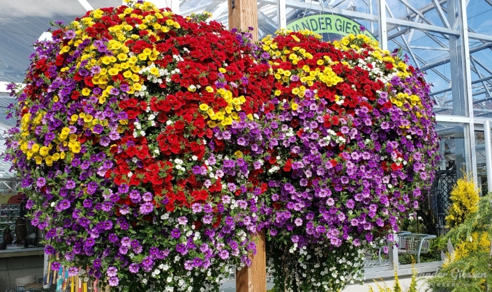 large hanging baskets