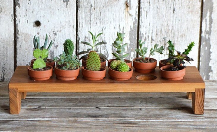 plant table indoor