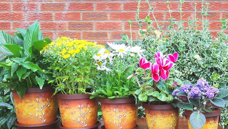 wholesale plant pots