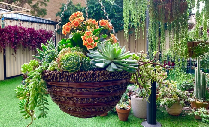 plant basket