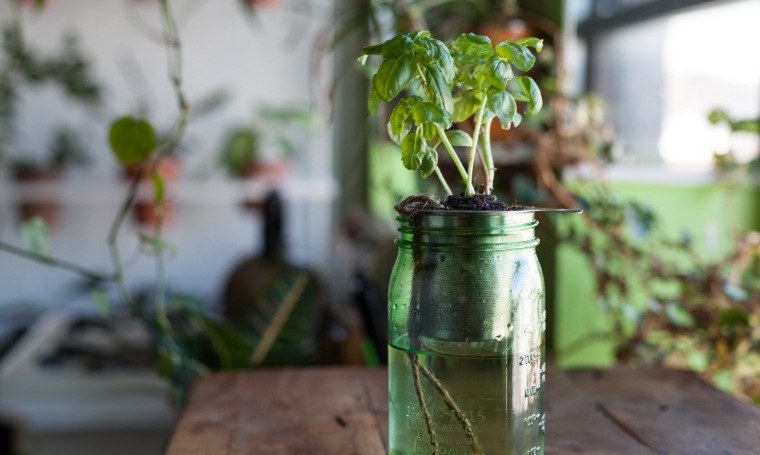 self watering plant