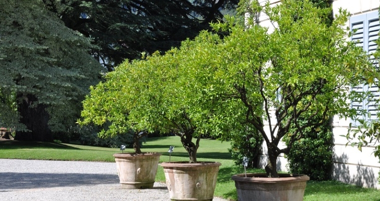 large garden pots