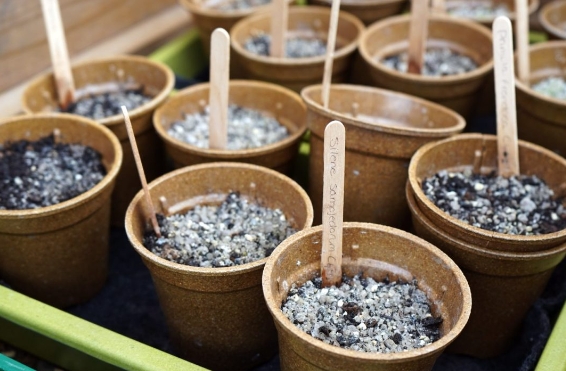 biodegradable plant pots