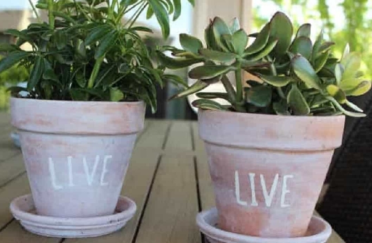 white terracotta pots