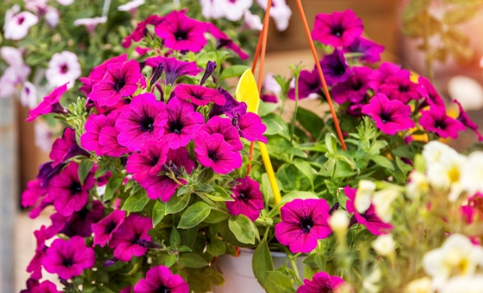 hanging baskets for sale