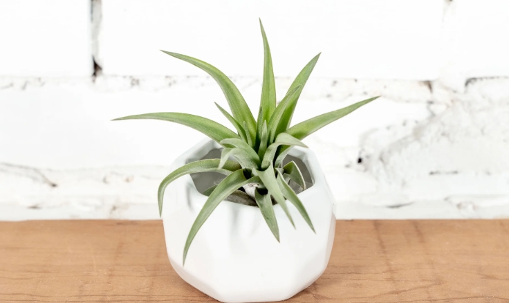 white plant pot