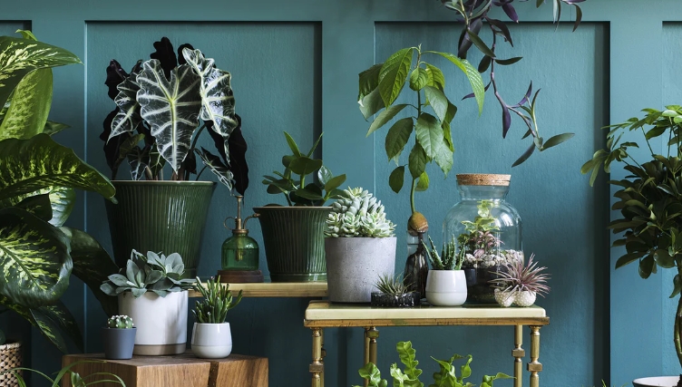 indoor flower pots