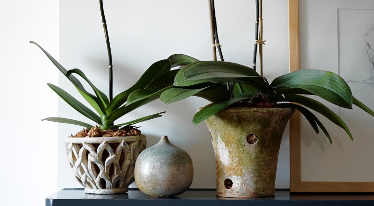 orchid pots with holes