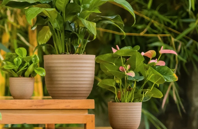 large plastic flower pots