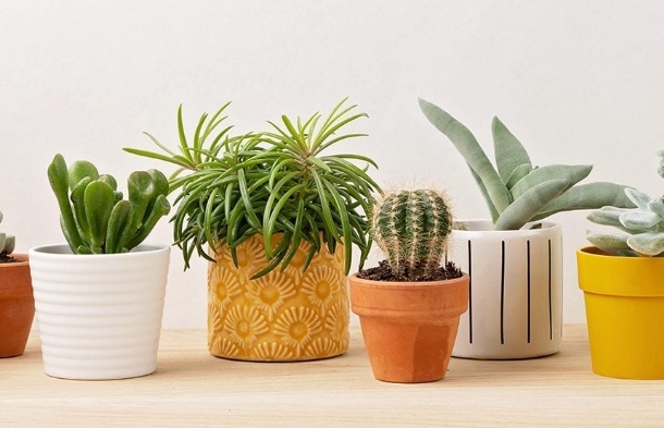 ceramic pots for indoor plants