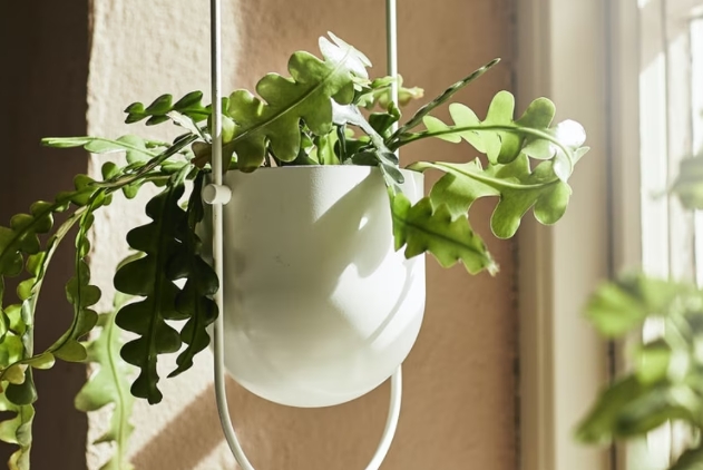 hanging plant pots indoor