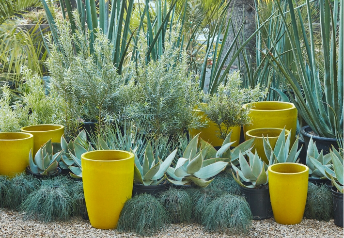 large ceramic pots for plants