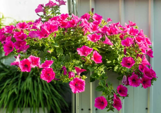 trailing plants for hanging baskets