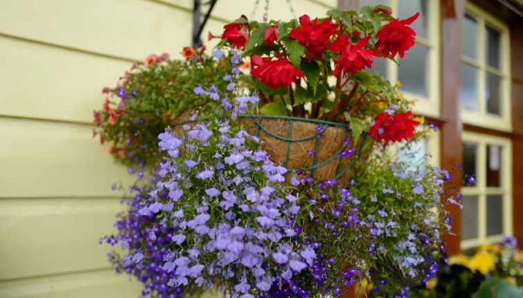 hanging basket plants