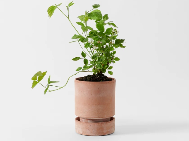 plant pot with saucer