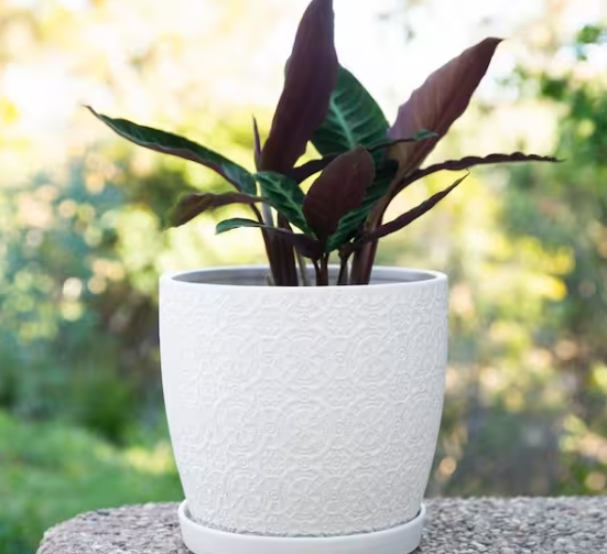 10 inch plant pot