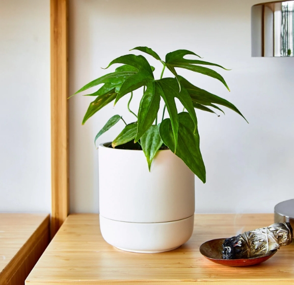 12 inch plant pot