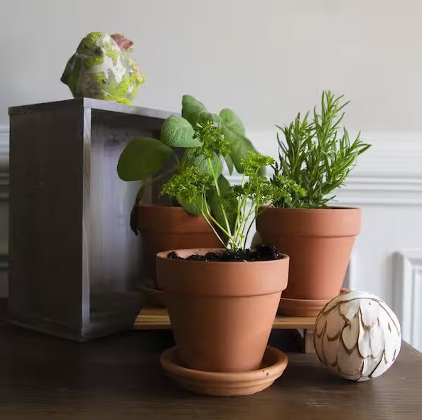 cheap terracotta pots