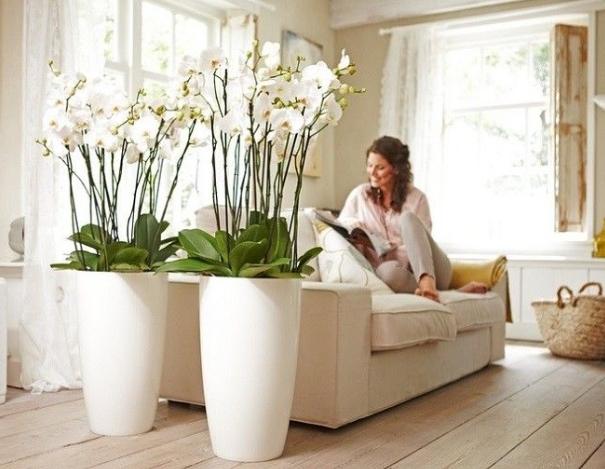 large orchid pots