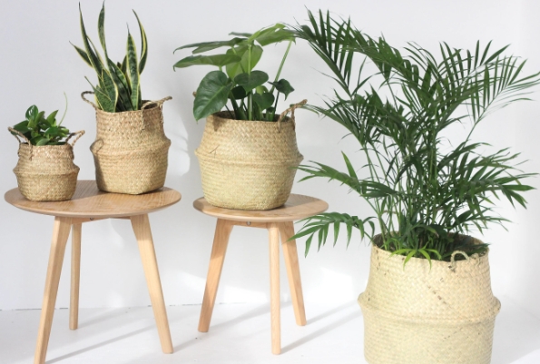 seagrass plant pot