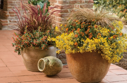 perennial plants for pots