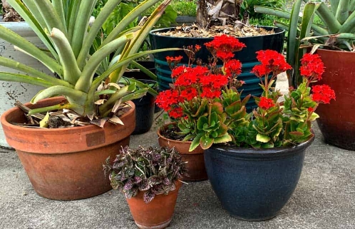 plastic garden pots