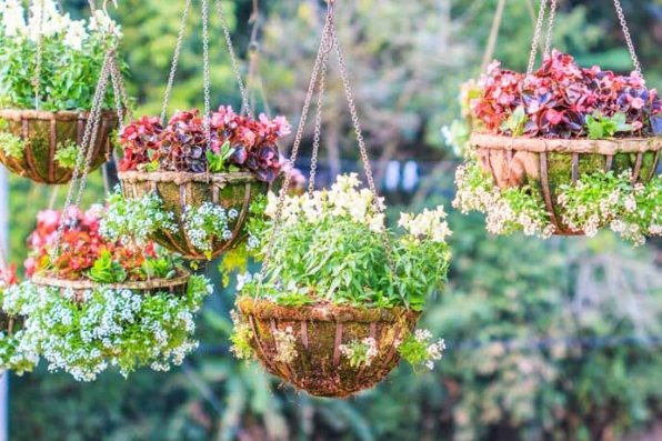 best flowers for hanging baskets