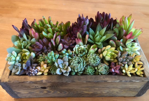 large succulent planter