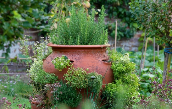 big plant pots outdoor