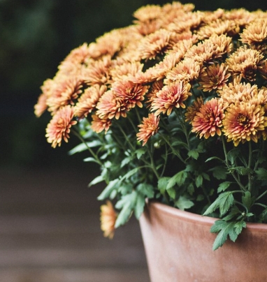 fall flowers for pots