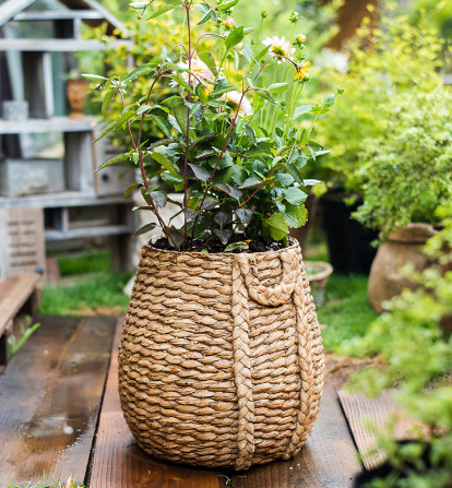large plant basket