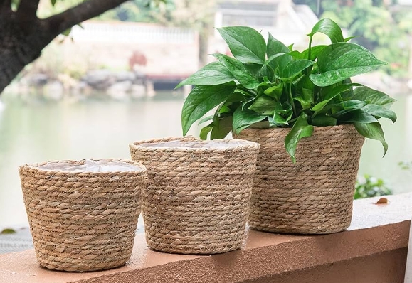 seagrass plant basket