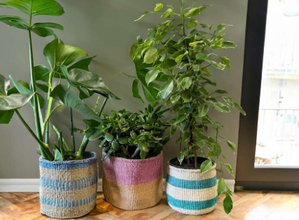 large indoor plant pots 50cm