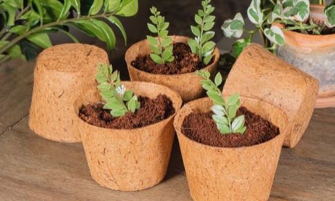 6 inch plant pot