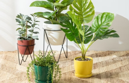 potted house plants