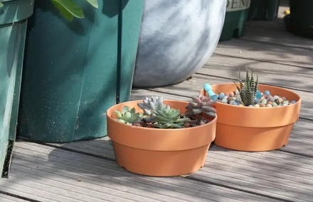 large terracotta plant pots