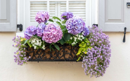 window box plants