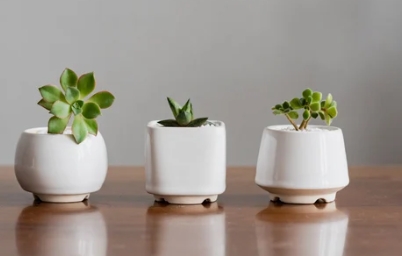 white ceramic plant pot