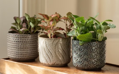 rustic plant pots