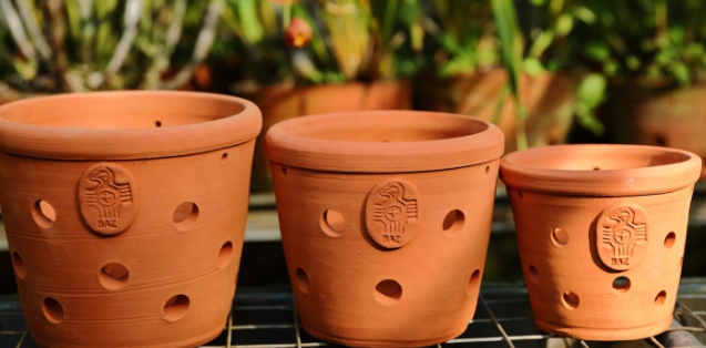 orchid pots for sale