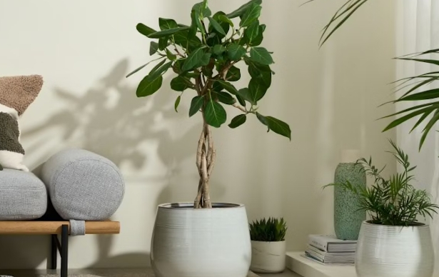 large indoor flower pots