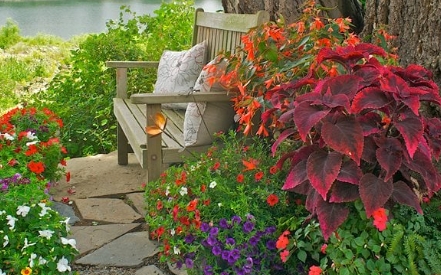 shade plants for pots