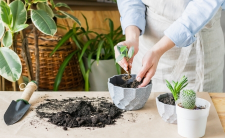 30cm plant pot indoor