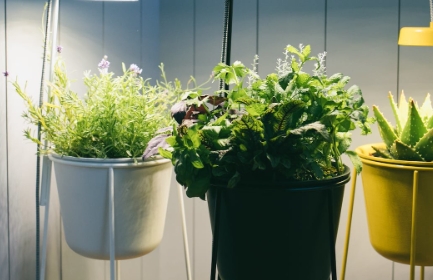 elevated plant stand