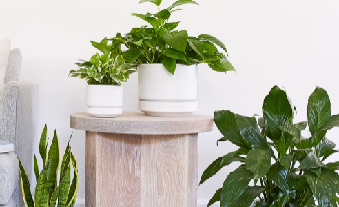 large white ceramic planter