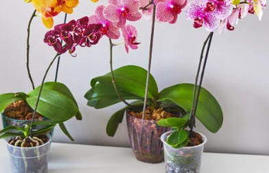 plastic orchid pots