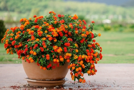 giant flower pots